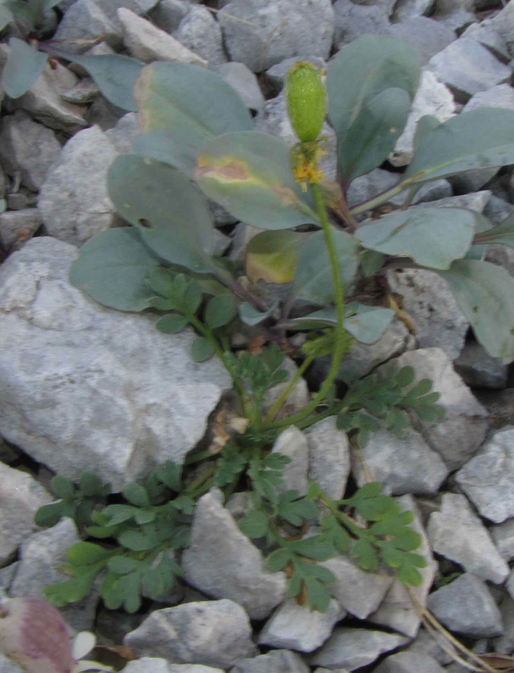 pianta lago pilato : Papaver alpinum